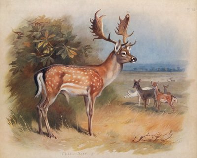 ダマジカ 作： Archibald Thorburn